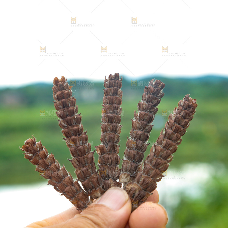夏枯草
