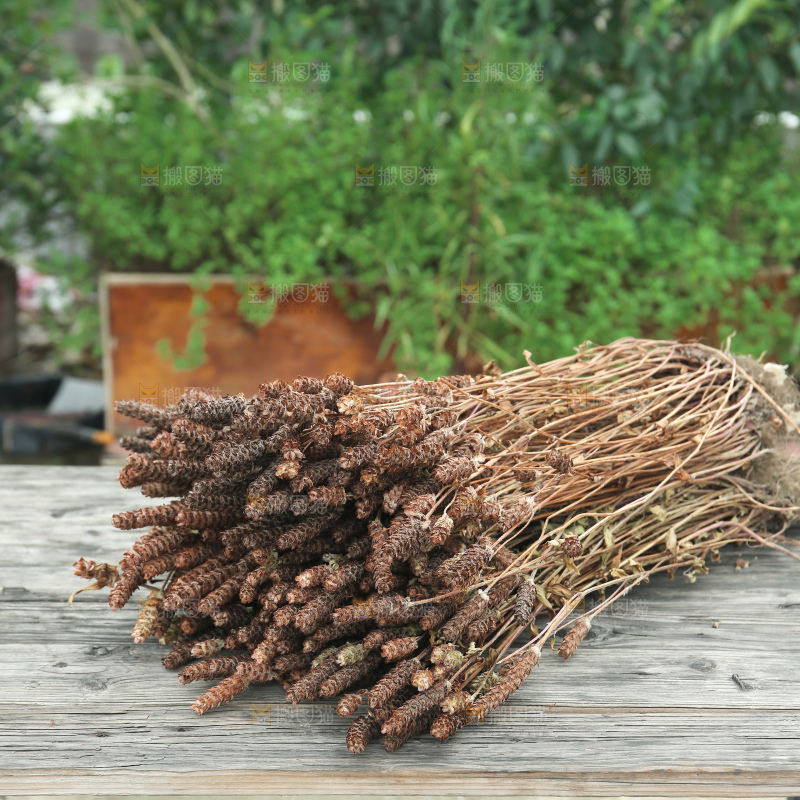 夏枯草