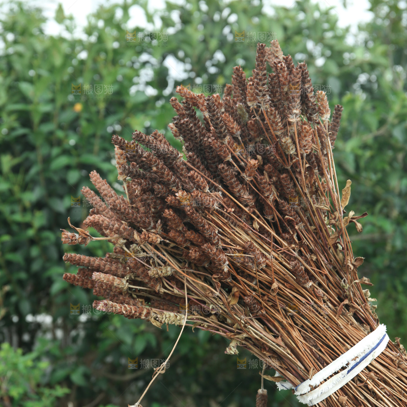 夏枯草