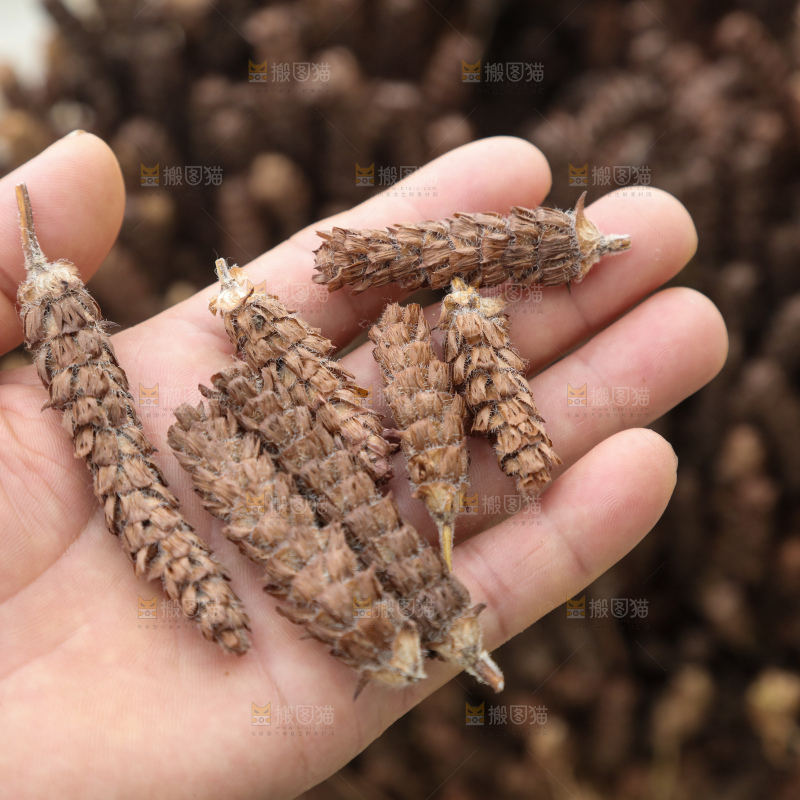 夏枯草