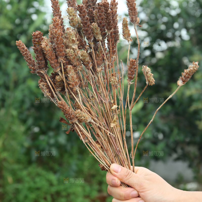 夏枯草