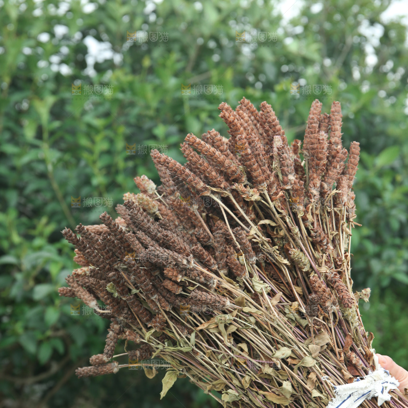 夏枯草