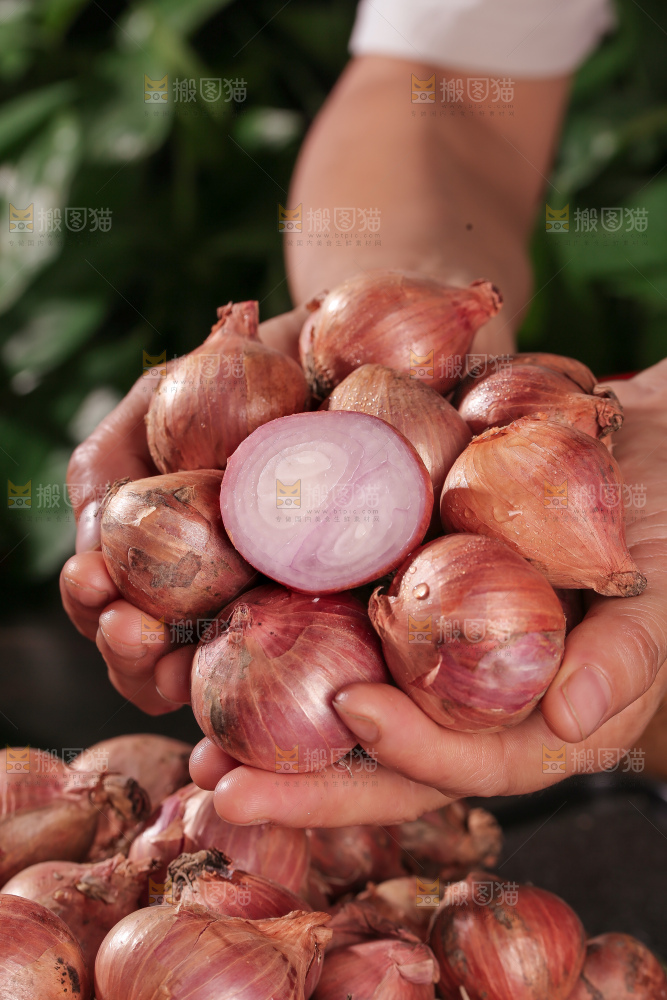 毛葱