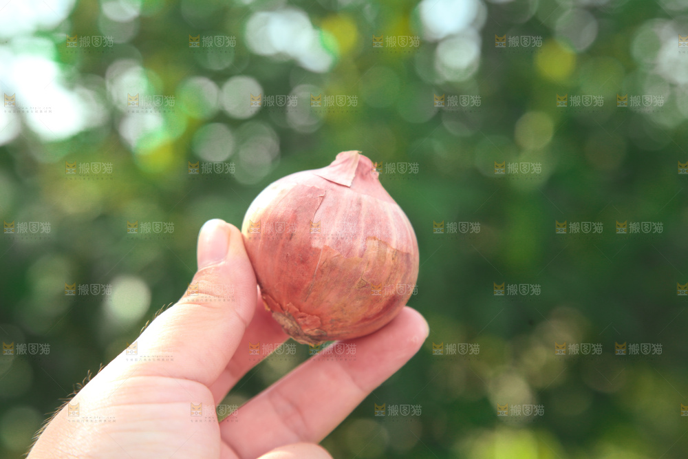 毛葱