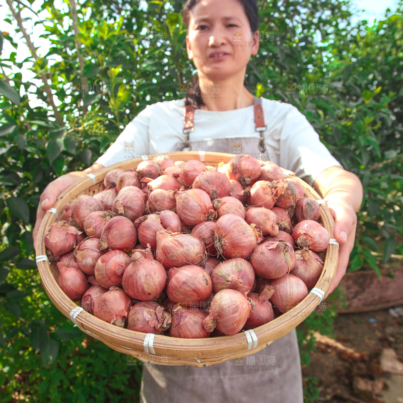 毛葱