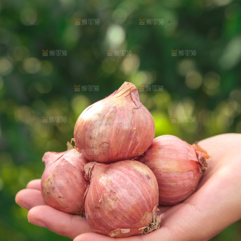 毛葱