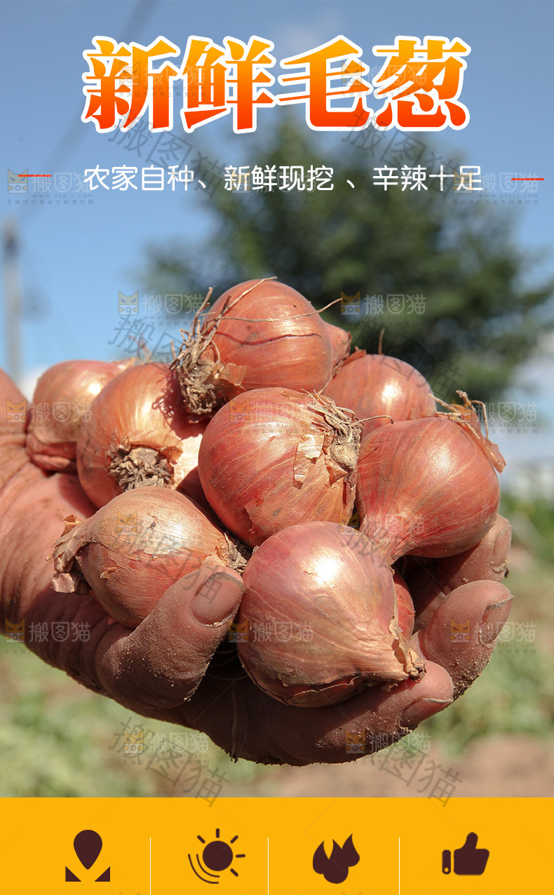 毛葱详情页