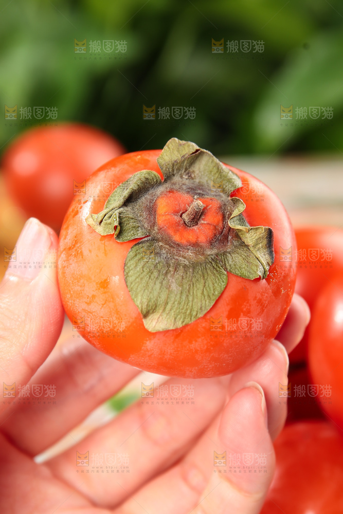 火晶柿子