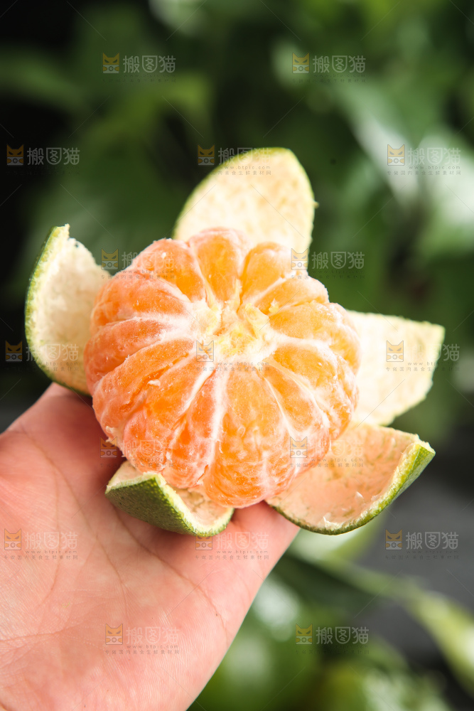 青皮蜜桔
