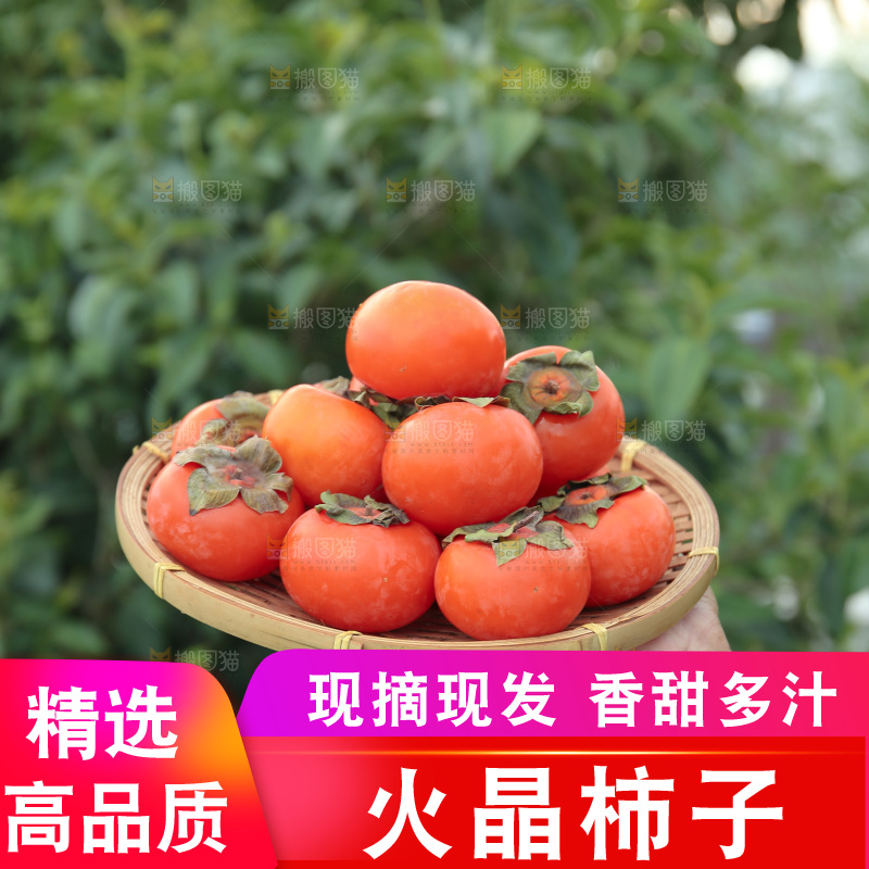 火晶柿子