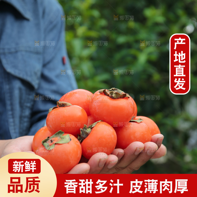 火晶柿子