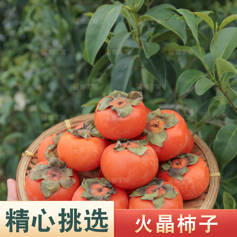 火晶柿子