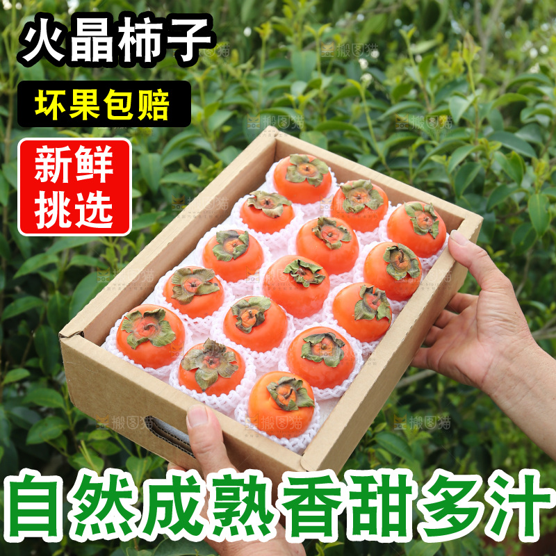 火晶柿子