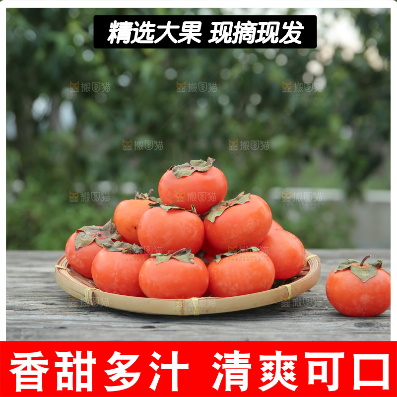 火晶柿子