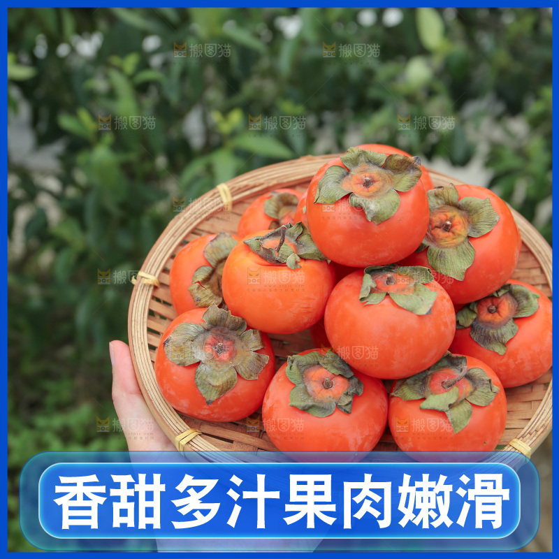 火晶柿子