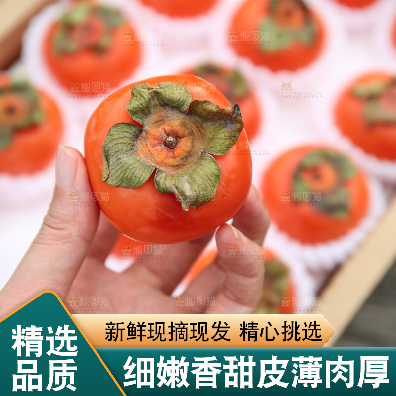 火晶柿子