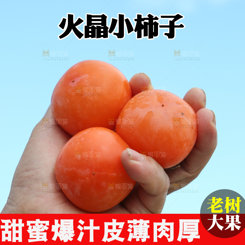火晶柿子