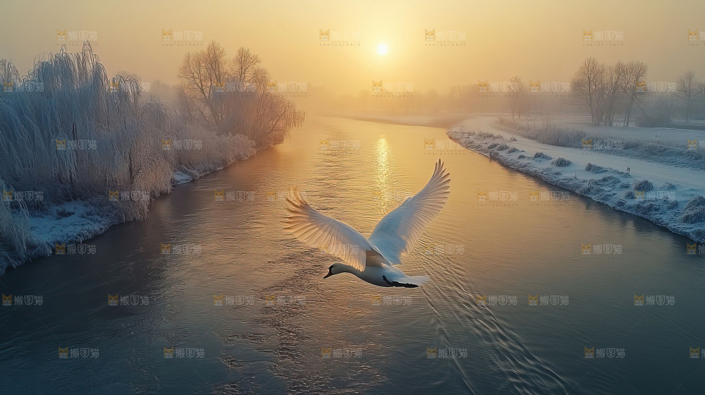 飞鸟湿地栖息鸟类生态水域风景