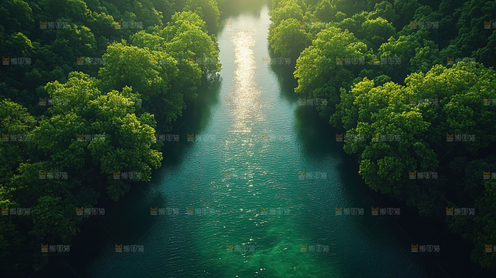 湿地栖息地沼泽自然环境保护区森林绿色