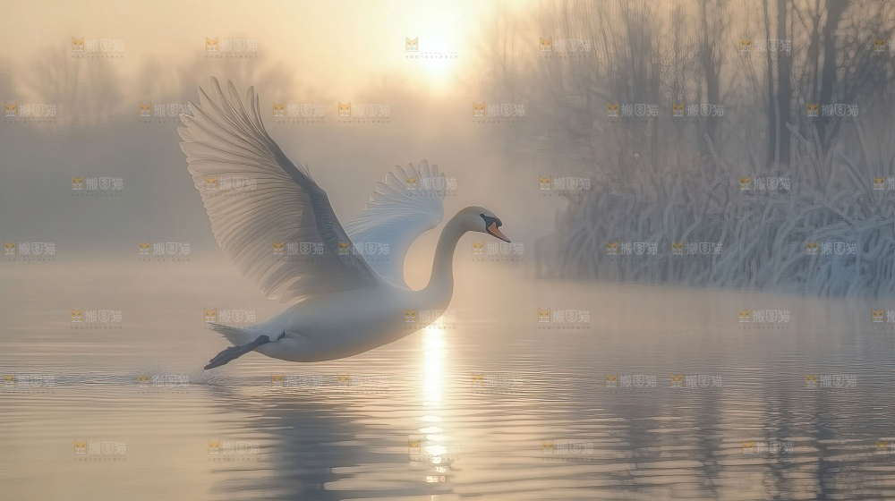 飞鸟湿地栖息鸟类生态水域风景