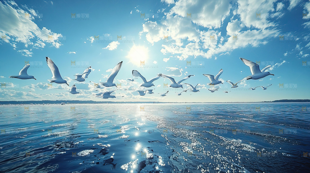 大海 海鸥 纯净 宁静 自然 风景