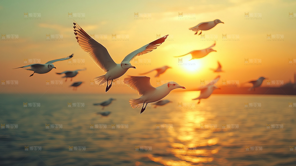 大海 海鸥 纯净 宁静 自然 风景