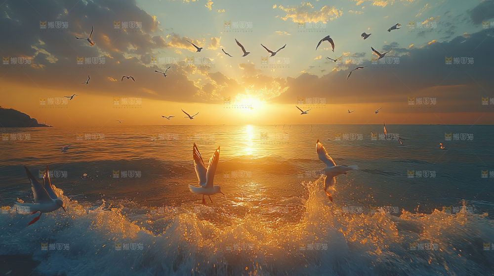 大海 海鸥 纯净 宁静 自然 风景