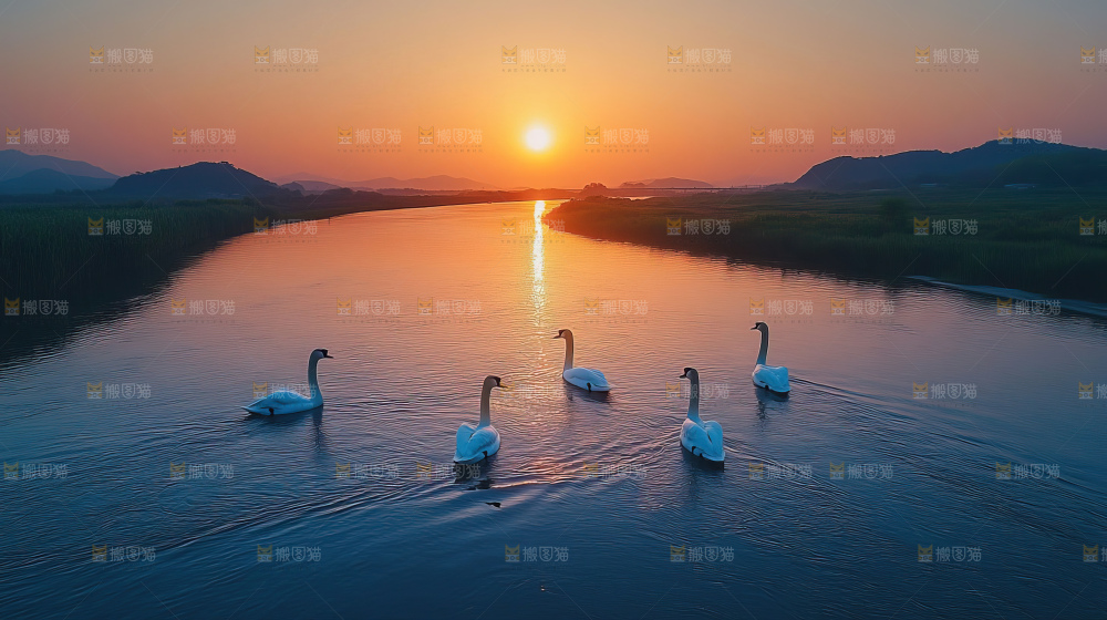 飞鸟湿地栖息鸟类生态水域风景