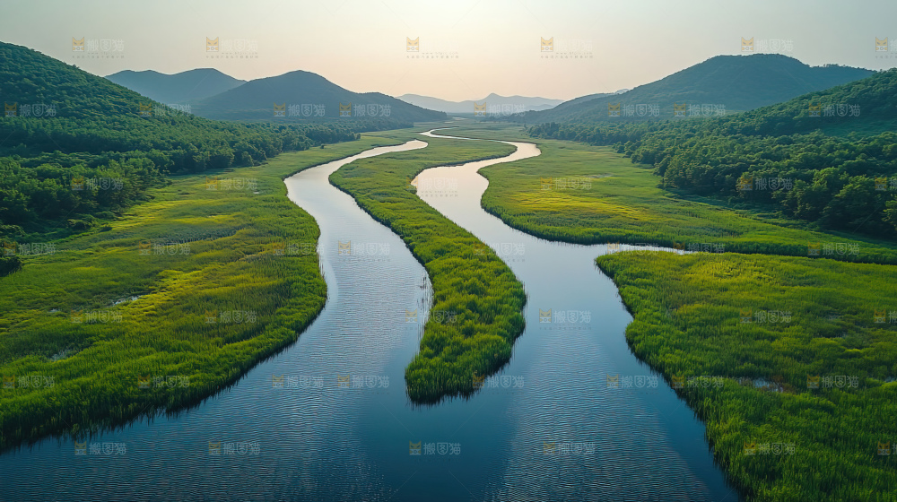 湿地栖息地沼泽自然环境保护区森林绿色