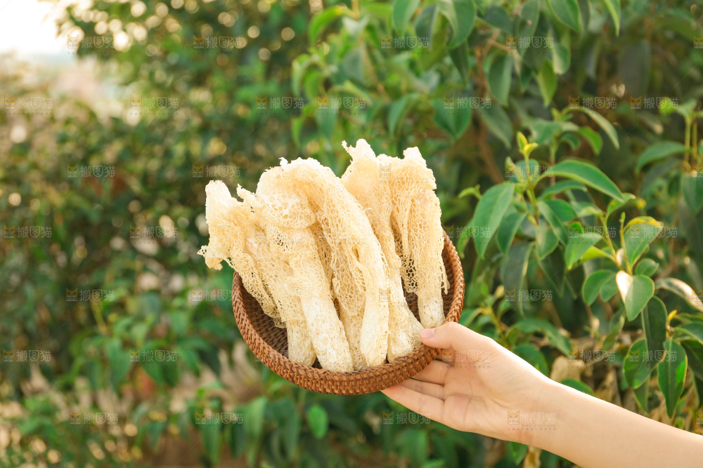 竹荪