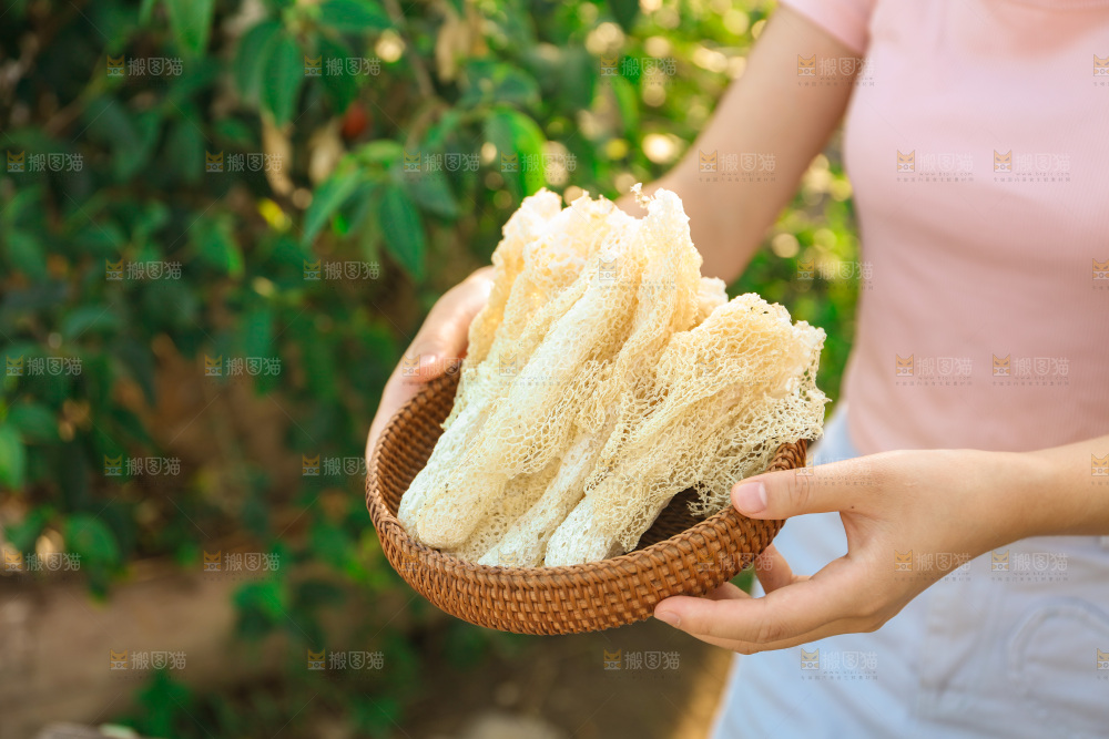 竹荪