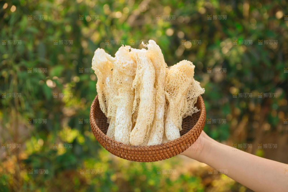 竹荪