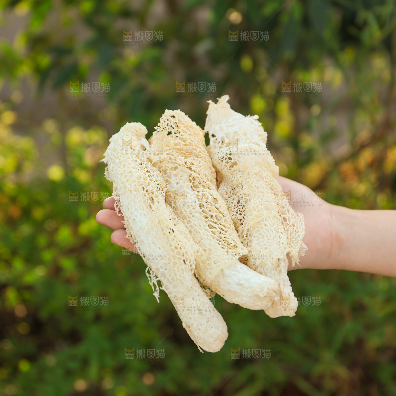 竹荪