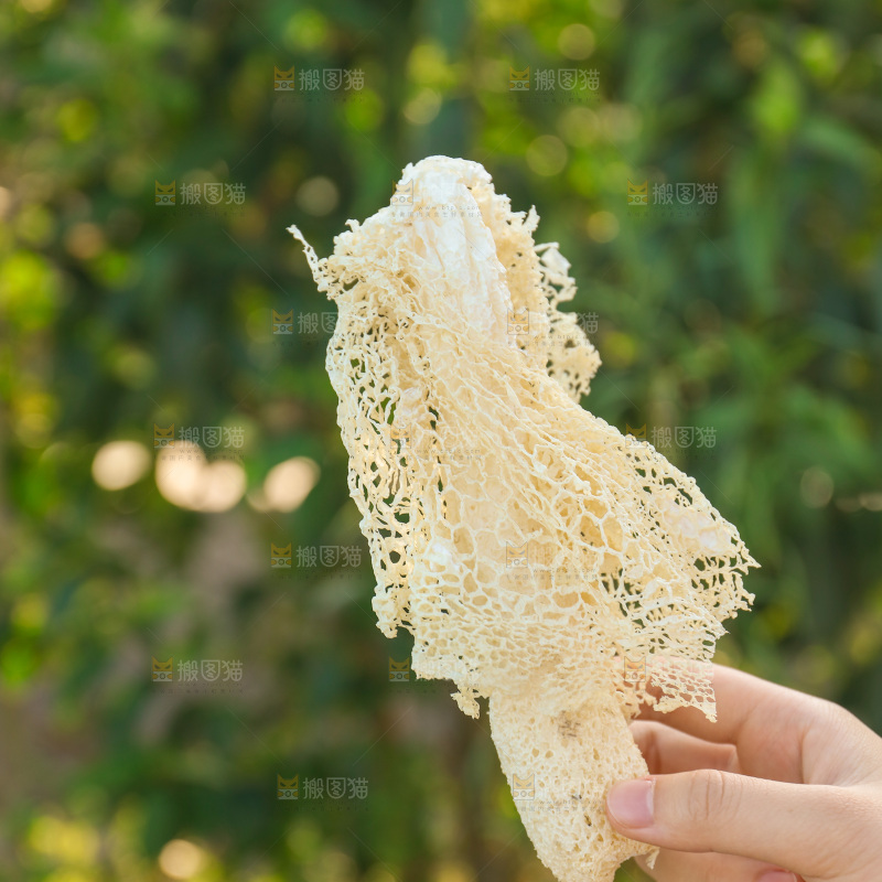 竹荪