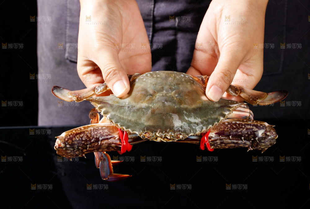 梭子蟹