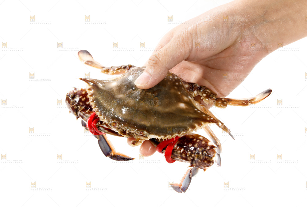 梭子蟹
