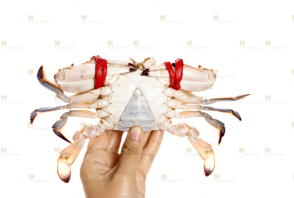 梭子蟹