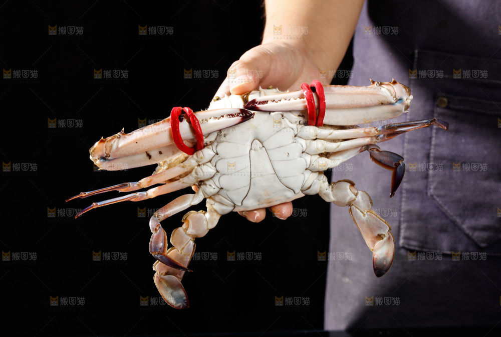 梭子蟹