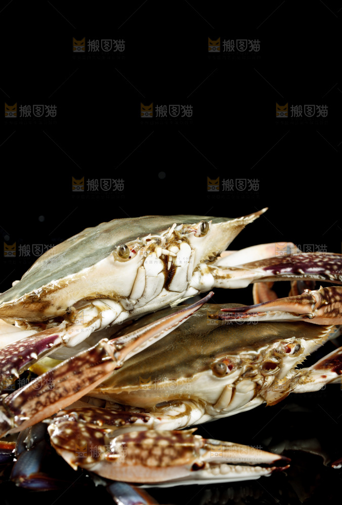 梭子蟹