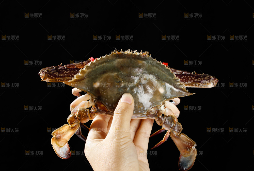 梭子蟹