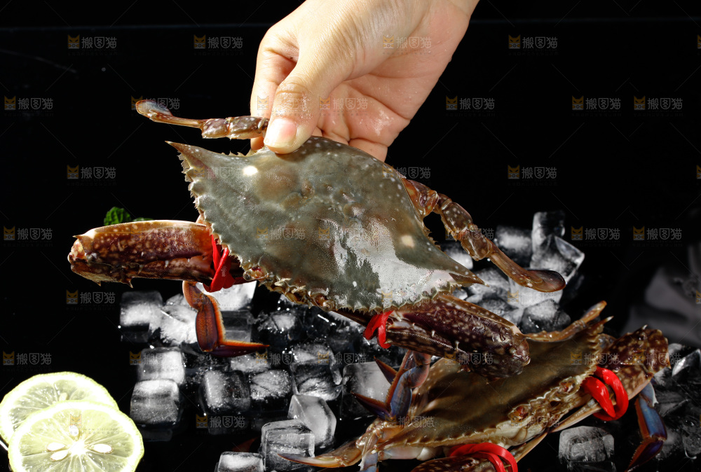 梭子蟹