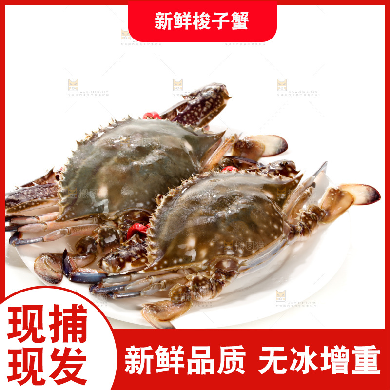 梭子蟹