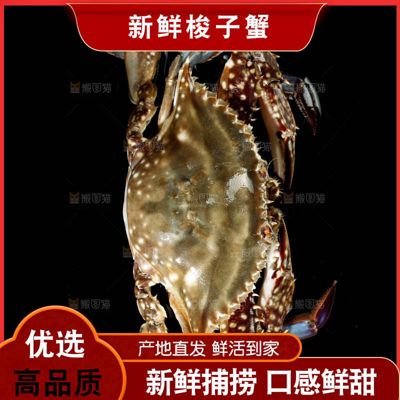 梭子蟹