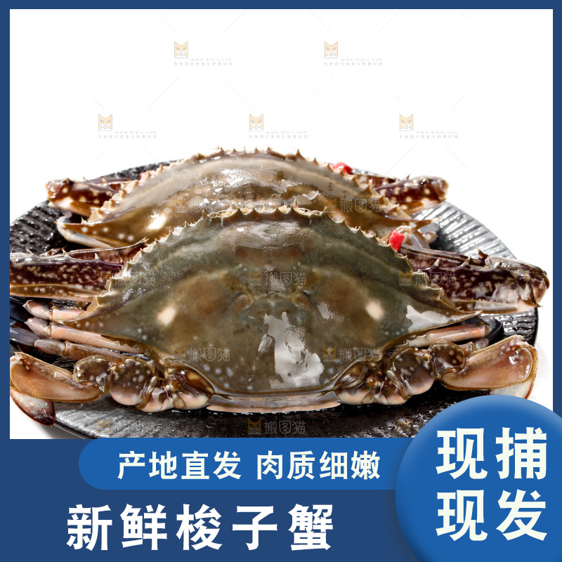 梭子蟹