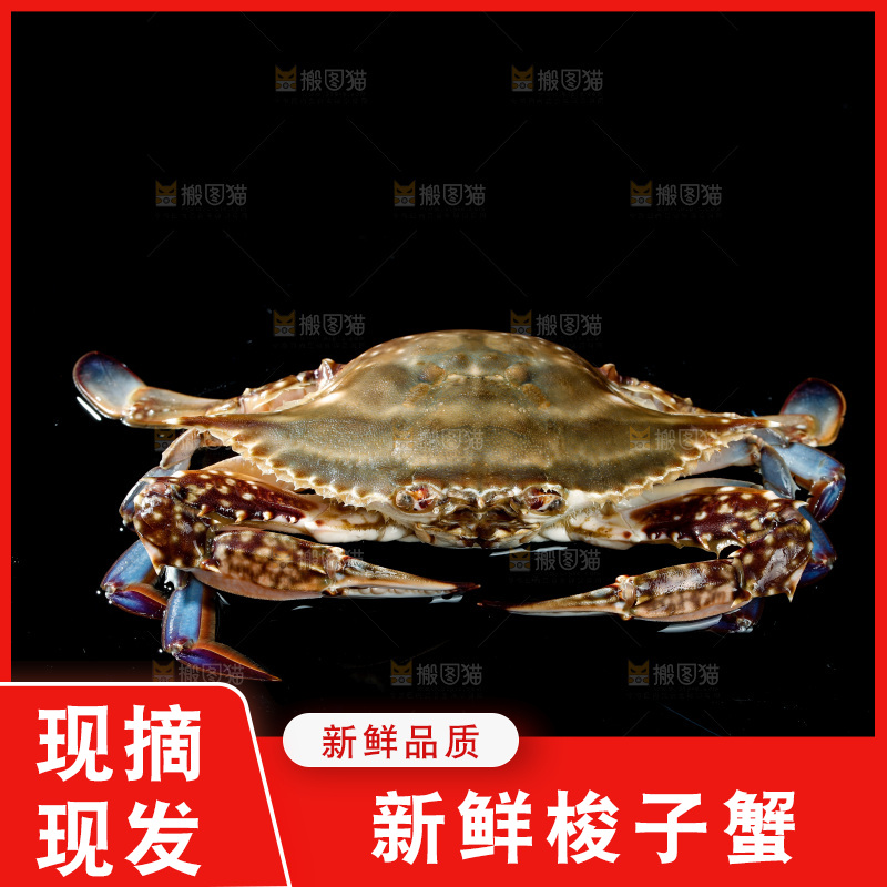 梭子蟹