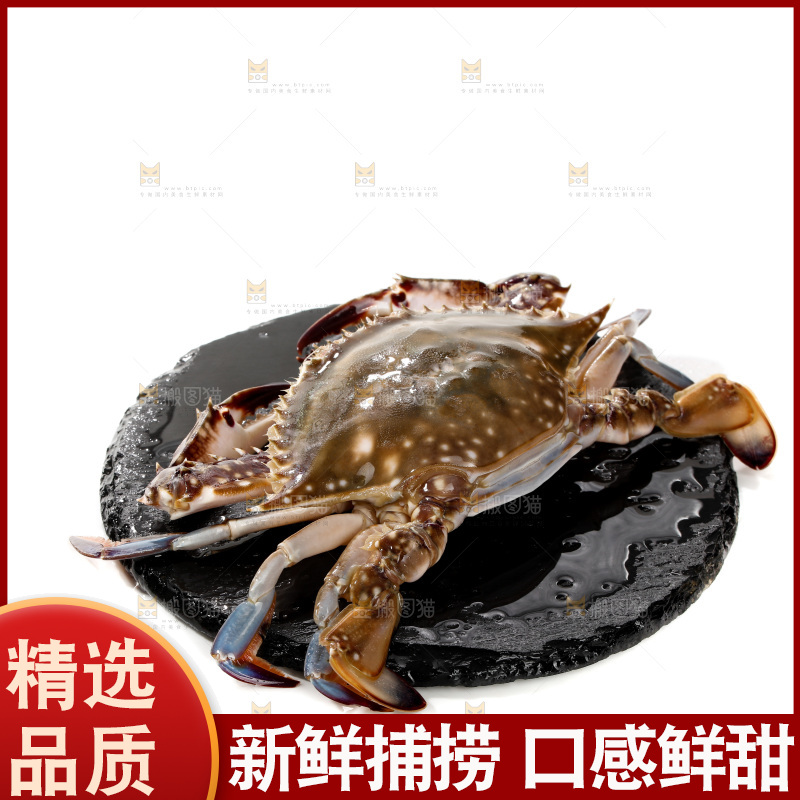 梭子蟹