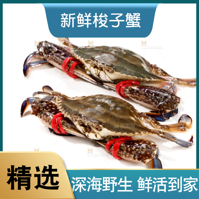 梭子蟹