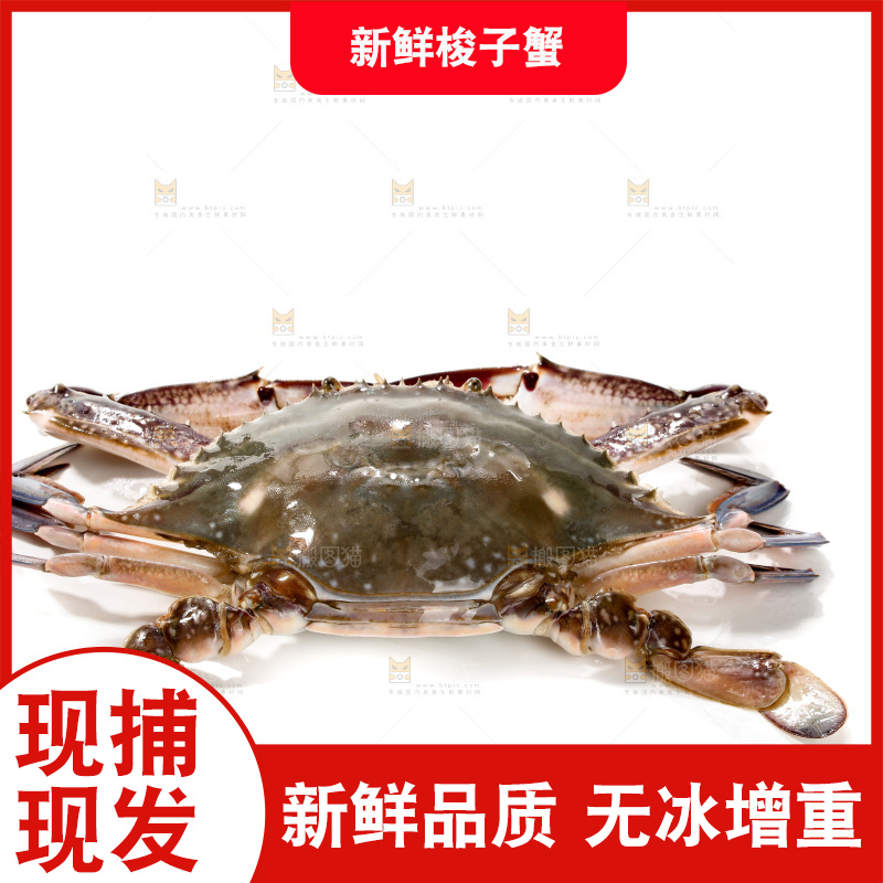梭子蟹