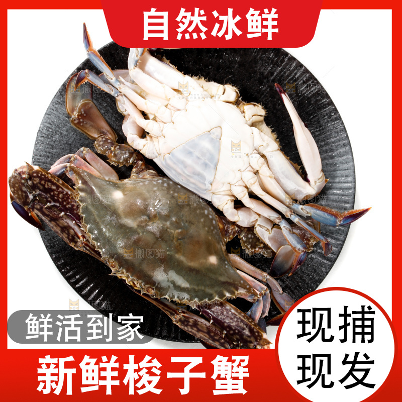梭子蟹