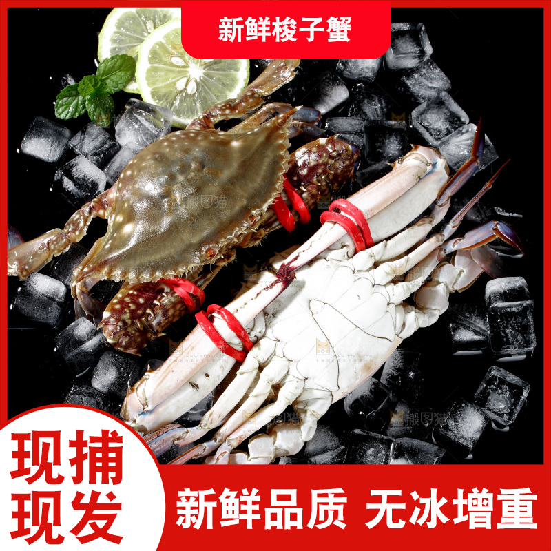 梭子蟹